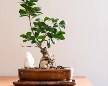 A Comprehensive Guide on Temperature Requirements for Indoor Plants
