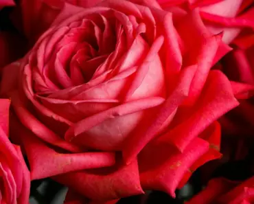 What is the Demand for Cut Flowers