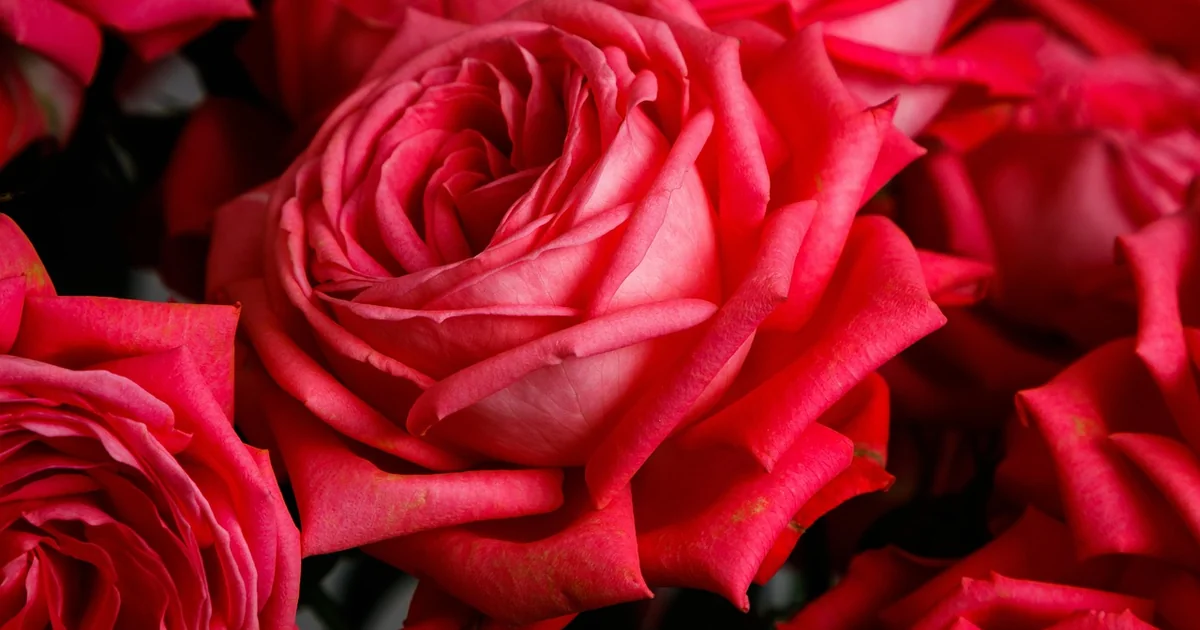 What is the Demand for Cut Flowers fresh colorful flower bouquet