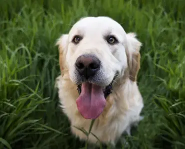 Does Umbrella Policy Cover Dog Bites