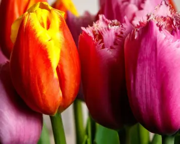 Where Do Farm Girl Flowers Come From
