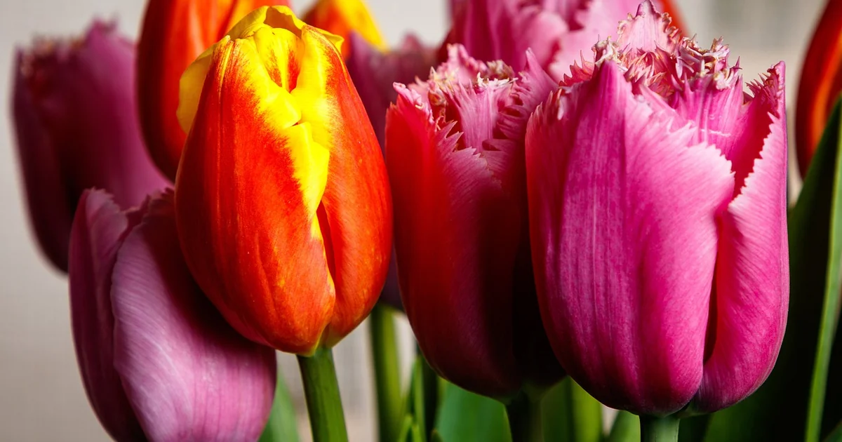 Where Do Farm Girl Flowers Come From fresh colorful flower bouquet