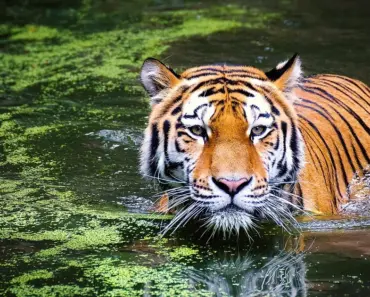 How Do You Tell a Wild Animal Story