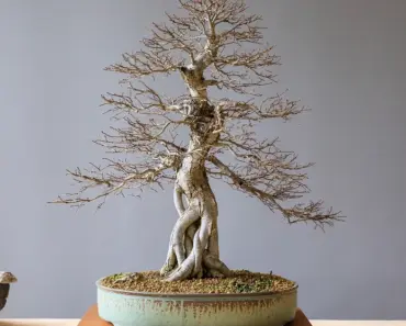 Is Elm Soft or Hardwood
