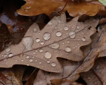 Is Oak Good With Water