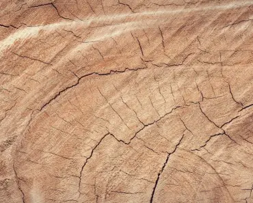 How Much is Ash Wood Worth