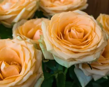 Which Countries Import Flowers