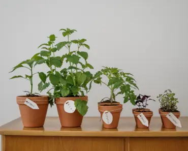 Right Plant Right Place Is Key to a Thriving Garden
