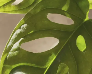 7 Essential Things Your Swiss Cheese Plant Needs in April for Lush Growth and Thriving…