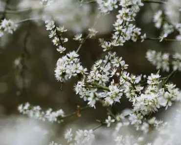 Faux Blooming Branches You Can Make