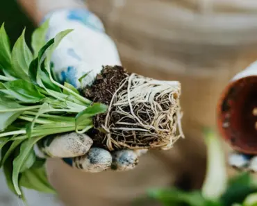 7 Houseplants That Actually Thrive in Root-Bound Conditions