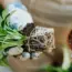 7 Houseplants That Actually Thrive in Root-Bound Conditions
