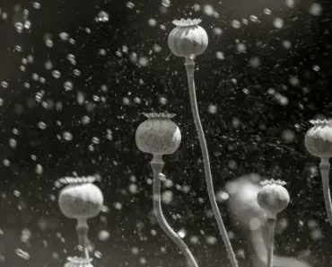 An Expert Guide for Gardeners