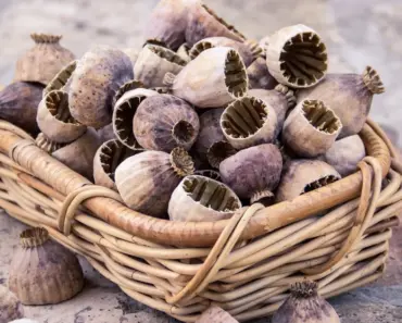 Poppyseed Climbing Set Review