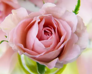 7 Spring Blush Trends That Bring a Fresh Take on Flushed Skin