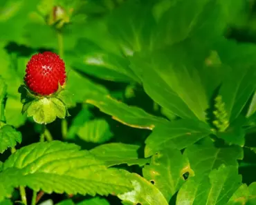 7 Proven Tips for an April Strawberry Reset to Grow Bigger, Sweeter Fruit