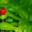 7 Proven Tips for an April Strawberry Reset to Grow Bigger, Sweeter Fruit