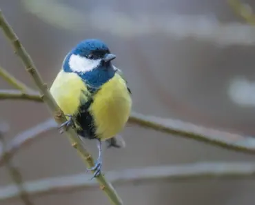 Some Fly Miles for Sweetness