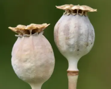 Every French Girl’s Spring Capsule Starts With These 8 Staples