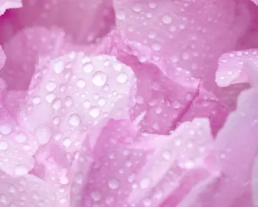 3 April Peony Pitfalls to Avoid