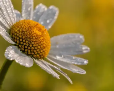 Make Your Own Daisy DIY Earrings