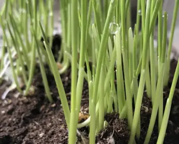 How to Grow Wheatgrass