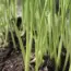 How to Grow Wheatgrass