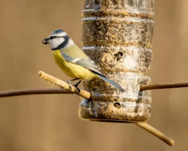 This Affordable Aldi Bird Feeder Feeds Birds In An Oddly Satisfying Way