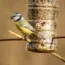 This Affordable Aldi Bird Feeder Feeds Birds In An Oddly Satisfying Way