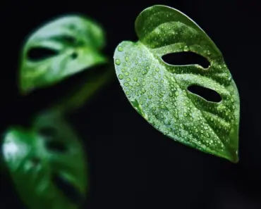 How to Care for Monstera Plants
