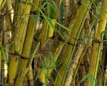 Think Twice Before Planting bamboo-It Can Attract Mosquitoes And Take Over
