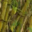 Think Twice Before Planting bamboo-It Can Attract Mosquitoes And Take Over