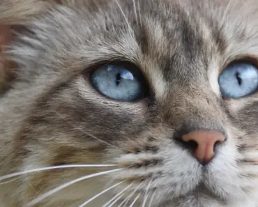 Gen Z is Wearing Bug-Eyed Sunglasses This Spring and Summer