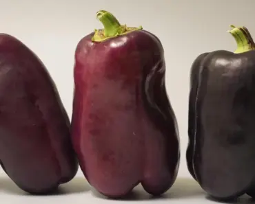 Pepper Plants Not Producing? 7 Reasons and Solutions