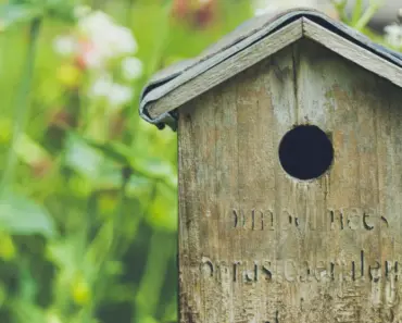12 Clever Ways To Transform Scrap Wood Into Bird Magnets For Your Yard