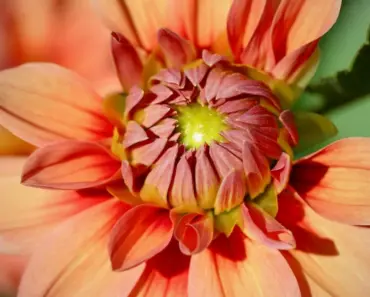 11 Essential Spring Care Tips for a Vibrant Dahlia Bloom