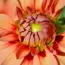 11 Essential Spring Care Tips for a Vibrant Dahlia Bloom