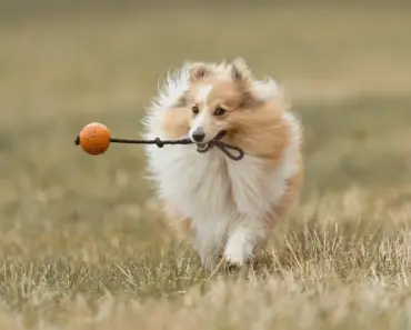 10 Family-Friendly Ferry Trips Worth Planning Summer Vacation Around