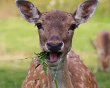 Daniela Avanzini’s 5 Sizzling Coachella Outfits That Prove Katseye’s Style Reigns Supreme