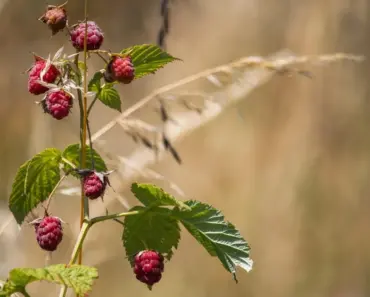 8 Tasty Types of Raspberries You Can Harvest All Season
