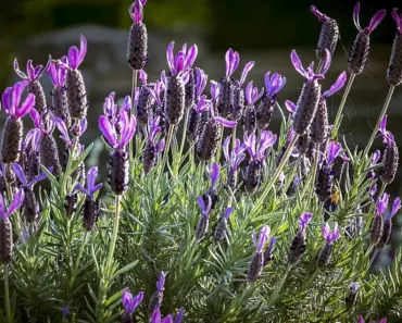 Violet Scented Perfection: 7 Best Perfumes for Fragrance Enthusiasts