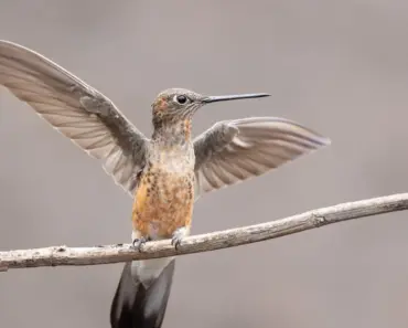 Grow These 12 Flowers and Plants For Hummingbirds