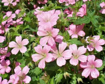 7 Reasons Why Hardy Geranium is the Ultimate Low-Maintenance Perennial to Plant This April