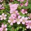 7 Reasons Why Hardy Geranium is the Ultimate Low-Maintenance Perennial to Plant This April