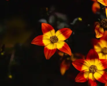7 Stunning Trailing Plants That Will Dramatically Cascade From Your Hanging Basket