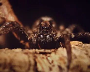 What To Do If You Find A Brown Recluse Spider In Your Home Or Yard