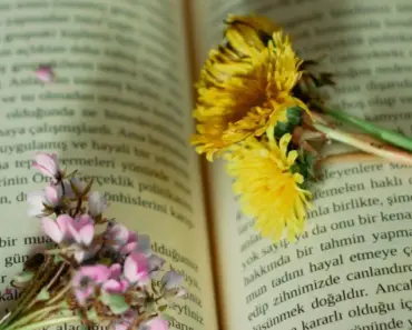 Dandelion Poem: The Springing Of The Dandelion