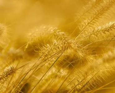 Your Hydrangeas Won’t Bloom If You Miss This April Job