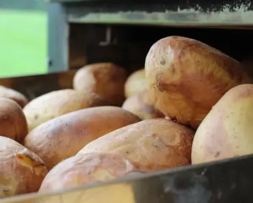 “13 Essential Steps to Grow Potatoes: A Comprehensive Care Guide for a Bountiful Harvest”