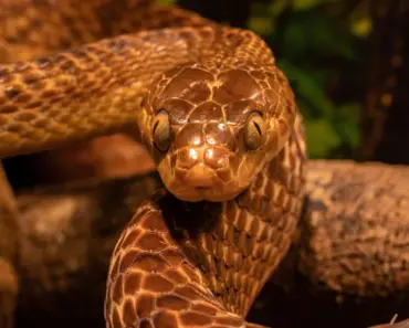 7 Essential Ingredients to Create the Best Snake Plant Soil Mix for Healthy Growth